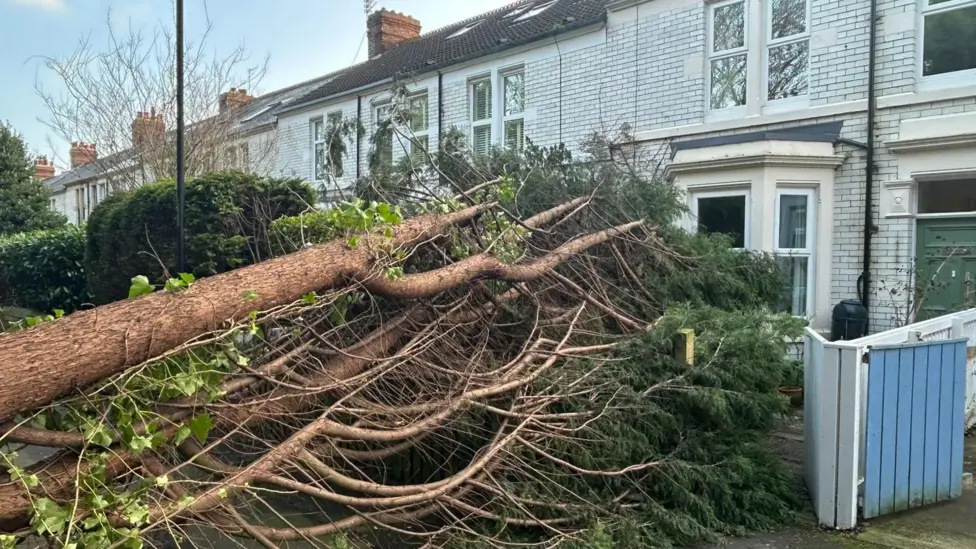 Fallen tree in Whitley Bay in front of houses